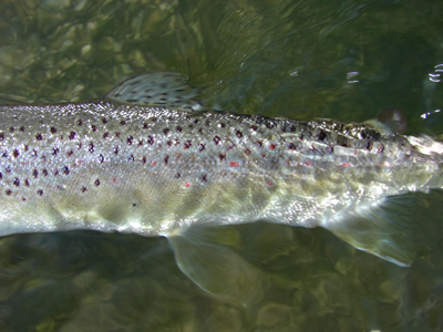 Wylye wild trout